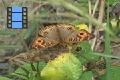 Scene 02_Junonia on leaf